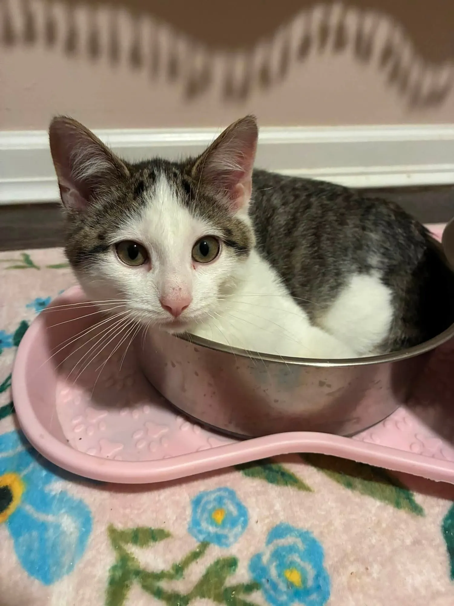 A tabby and white cat sitting inside a metal food bowl