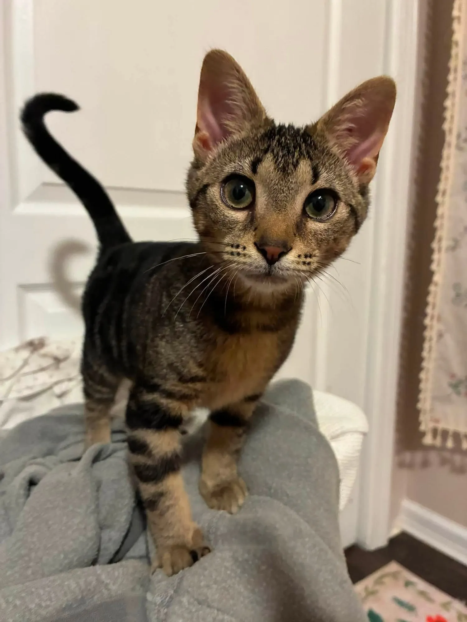 Clover, a brown tabby kitten with big eyes, standing on a gray blanket