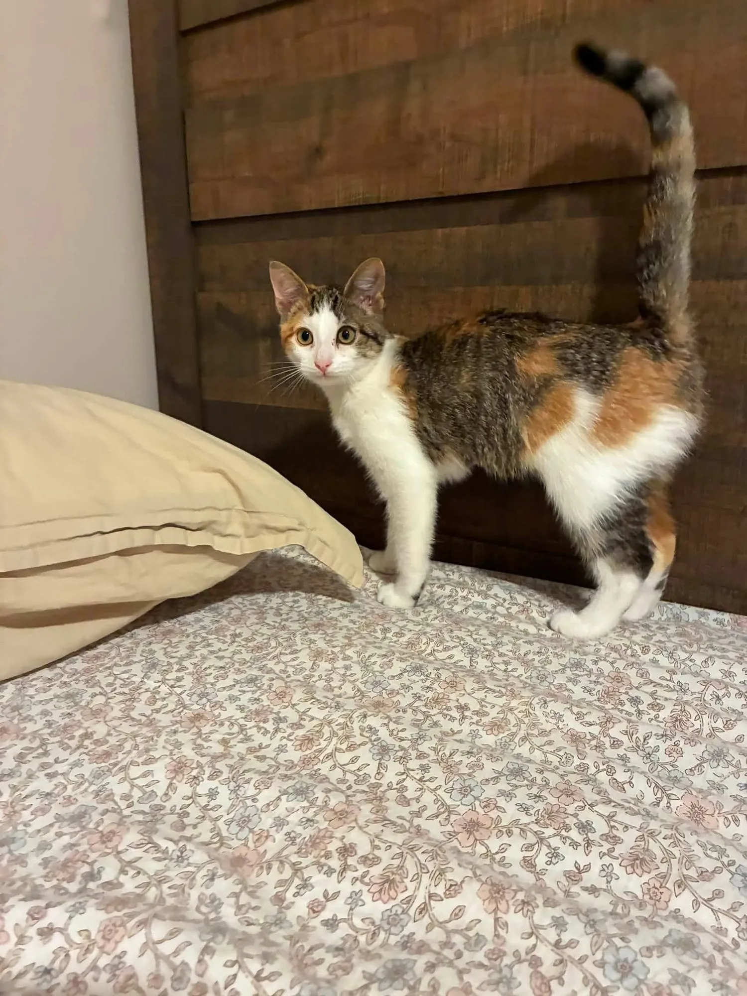 Dolly, a young calico cat with her tail straight up, standing on a flowered bedspread