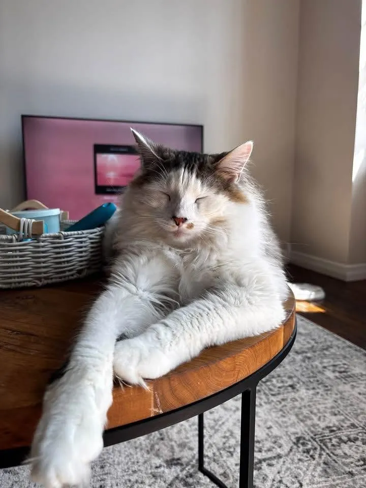 Loretta, a long-haired white and calico cat, stretched out on a round wooden side table
