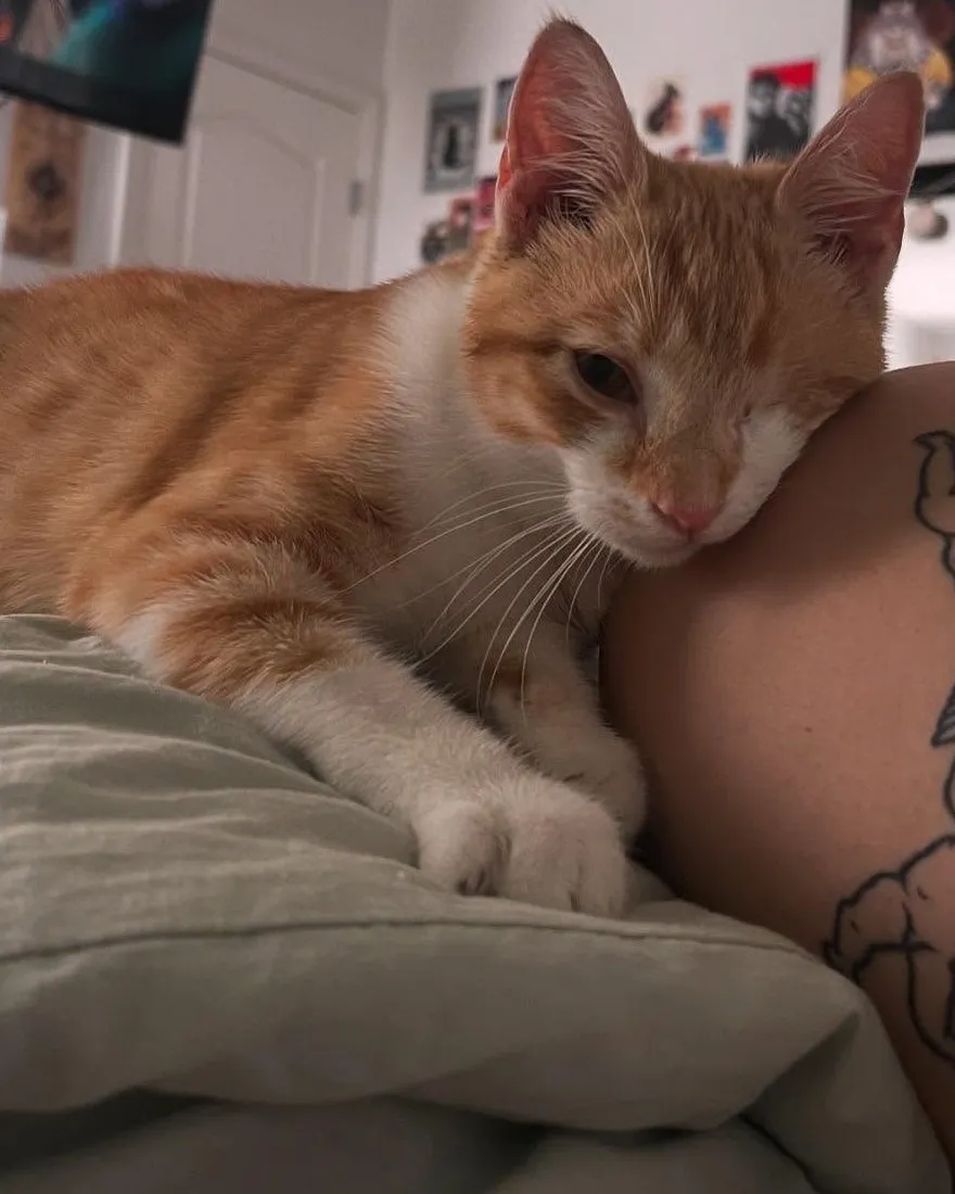 An orange and white cat with one eye, resting against Paige's shoulder