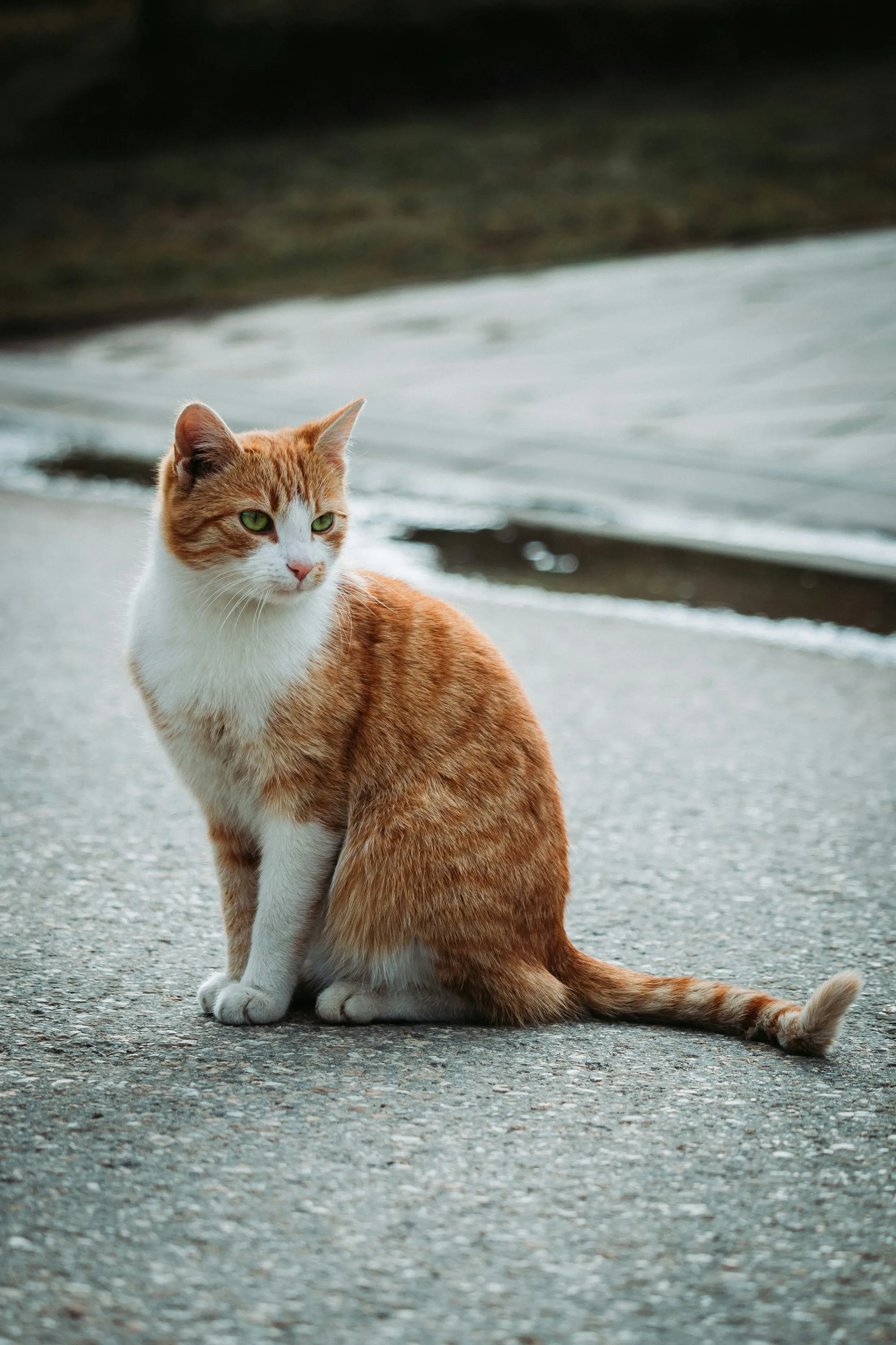 An orange and white cat sitting on a sidewalk