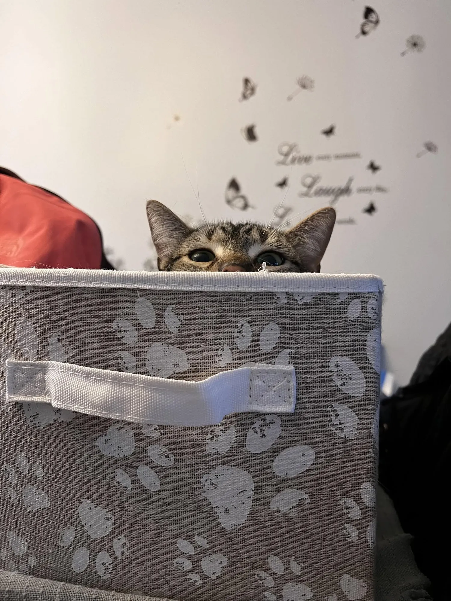 A tabby cat peeking over the top of a paw-print storage bin