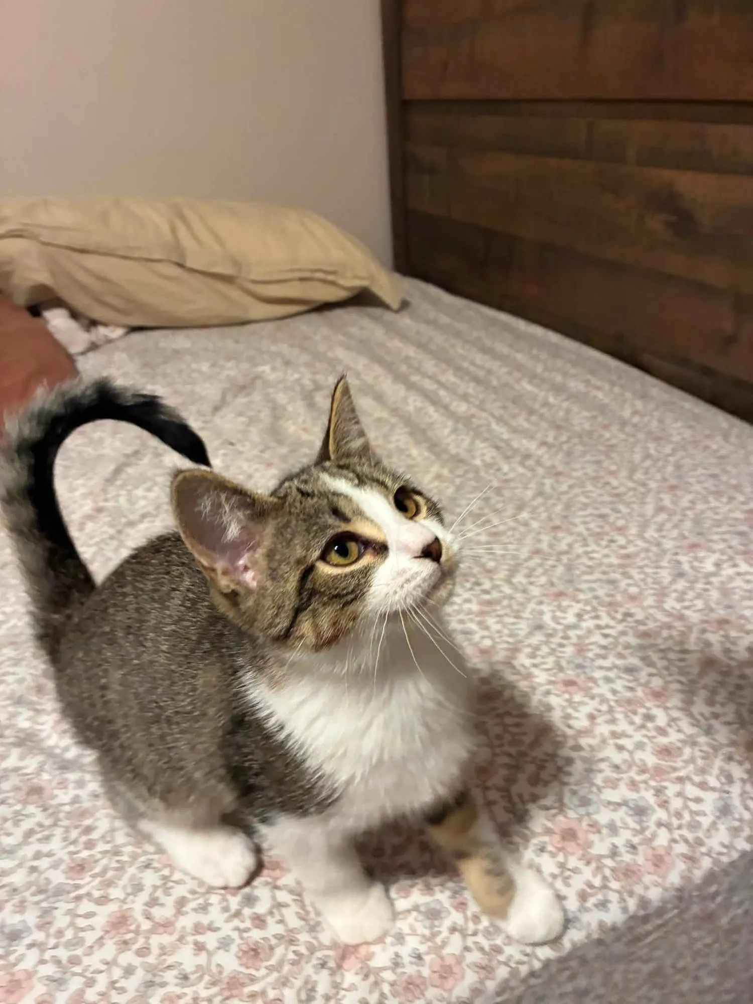 Fern, a tabby and white kitten with her tail curled up, looking up from a flowered bedspread