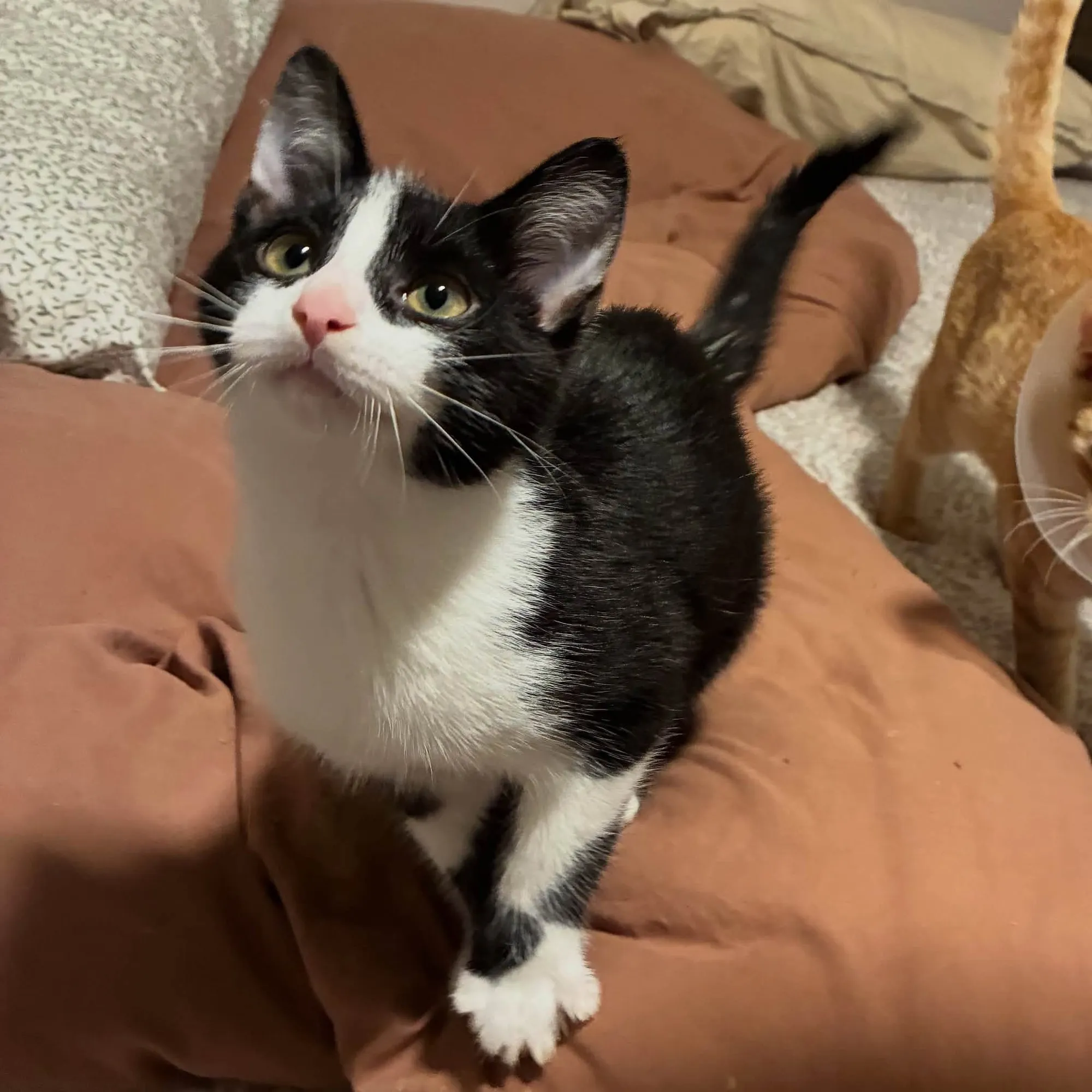 Merle, a black and white tuxedo kitten, sitting on a brown comforter and looking up